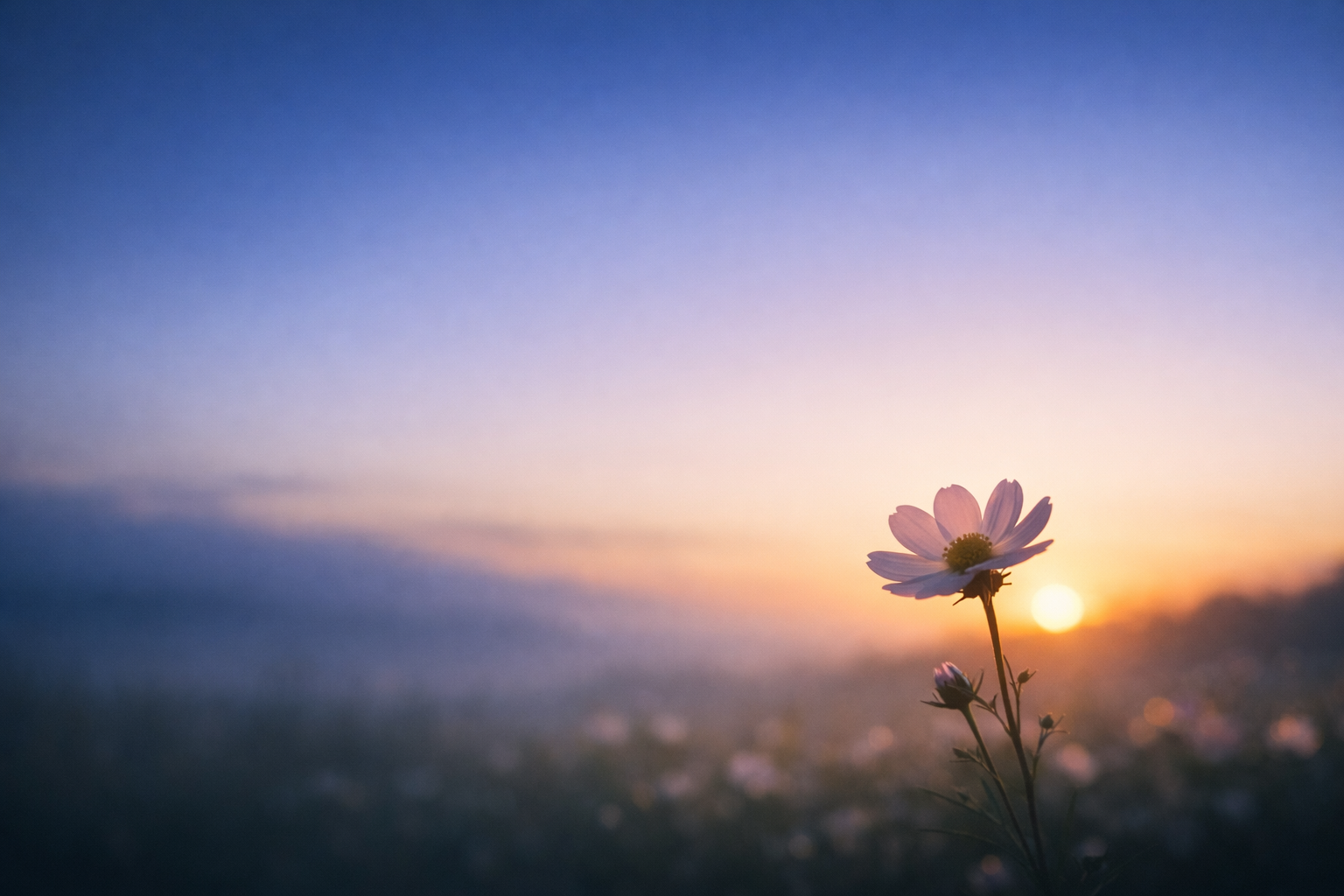 夜明け前の空に一輪の花が静かに咲く風景。花が咲く夢をイメージした、運気がやさしく開いていく象徴的な写真